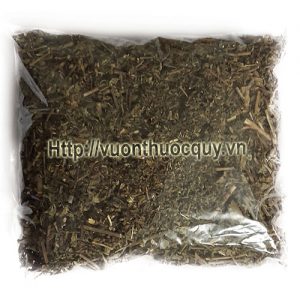 cây râu mèo khô cây râu mèo khô 1