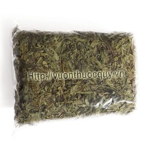 bồ công anh khô bồ công anh 1