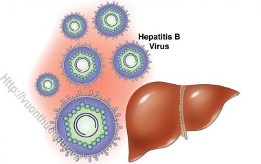 Bệnh Viêm Gan B là một căn bệnh tấn công lá gan. Căn bệnh này do siêu vi viêm gan B (HBV) gây ra. Khoảng 4.9% (1 trong 20) người Mỹ bị nhiễm HBV...