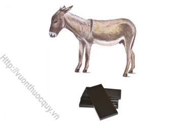 A Giao ( Colla asini, Gelatinium Asini, Gelatina nugra) là keo chế từ da con lừa ( Equus asinus L.) thuộc ngành động vật có xương sống ( Vertebrata)...