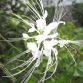 Cây râu mèo còn có tên gọi là cây bông bạc, thuộc họ hoa môi. Là loại cây thảo lâu năm, cao khoảng 0,5-1m. Thân vuông, thường có màu nâu tím. Lá mọc đối, có cuống ngắn, chóp nhọn, mép khía răng to...
