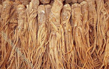 Đương Quy Hỗ Trợ Bổ Huyết; Đương quy còn gọi xuyên quy, là rễ đã phơi hay sấy khô của cây đương quy (Angelica sinensis (Oliv.) Diels.)...