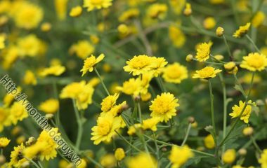 Bài Thuốc Hay Từ Cúc Hoa Vàng; Kim cúc còn gọi là cúc hoa vàng hay hoàng cúc, tên khoa học là Chrysanthemun indicum L.C boreale Ma...