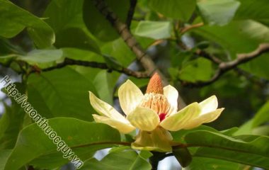 Tân Di Hoa Vị Thuốc Thông Khiếu; Tân di là búp hoa của cây tân di, có tên khoa học là Magnolialiliflora Desr. Theo dược học cổ truyền...
