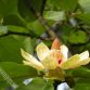 Tân Di Hoa Vị Thuốc Thông Khiếu; Tân di là búp hoa của cây tân di, có tên khoa học là Magnolialiliflora Desr. Theo dược học cổ truyền...