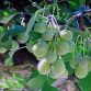 Ngân Hạnh Hỗ Trợ Lợi Phế; Cây ngân hạnh hay còn gọi là cây bạch quả, tên khoa học Ginkgo biloba L. Ginkgoaceae. Hạt quả ngân hạnh chín là...