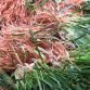 Người ta dùng rễ củ phơi hay sấy khô (Radix Ophiopogoni) của cây mạch môn đông. Vì lá giống lá lúa mạch, về mùa đông lá vẫn xanh tươi nên gọi là mạch đông...