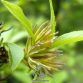 Đỗ trọng (Eucomia ulmoides Oliv. thuộc họ Đỗ trọng (Eucommiaceae) vị thuốc này được ghi đầu tiên ở sách Bản kinh. Còn có tên là Mộc miên vì trong vỏ có chất sợi tơ bạc. Đỗ trọng là thân cây gỗ, cao từ 15 - 20m, đường kính độ 33 - 50cm...