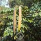 Hoàng bá là một loại thực vật dạng thân gỗ, to, sống nhiều năm. Cây có chiều cao trung bình từ 10 – 17 mét, có nhiều cành. Toàn thân và cành bao bọc một lớp vỏ dày máu xám hoặc nâu xám, mặt trong vỏ có màu vàng...