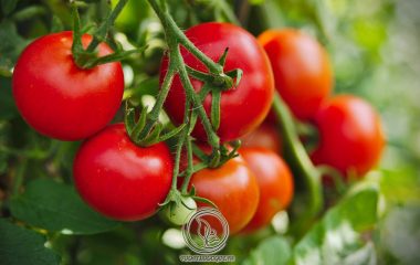 Bệnh gút có ăn được cà chua không, ăn bao nhiêu là thắc mắc chung của nhiều bệnh nhân. Bởi trong quả cà chua chứa rất nhiều thành phần dinh dưỡng cùng với những lợi ích và tác dụng hữu hiệu đối với sức khỏe tổng thể...