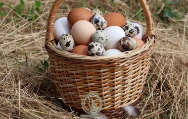 Trứng là thực phẩm quen thuộc trong thực đơn gia đình và được nhiều đối tượng ưa thích bởi vị thơm ngon, dễ ăn lại bổ dưỡng. Nhưng đối với các đối tượng bị bệnh gút thì chế độ ăn uống cần đặc biệt quan tâm để không...