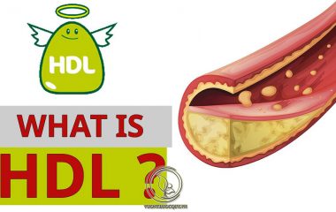 Lipoprotein mật độ cao (HDL) thường được gọi là cholesterol tốt, vì nó giúp loại bỏ cholesterol dư thừa, và là cơ chế chống xơ vữa động mạch quan trọng nhất. Nếu chỉ số HDL cholesterol giảm thì sẽ ảnh hưởng xấu đến sức khỏe tim mạch...