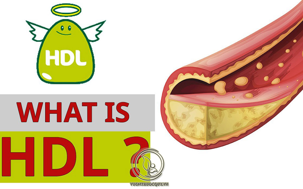 HDL Cholesterol Là Gì ?