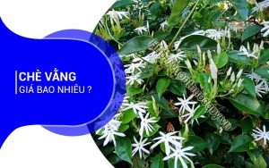 Chè Vằng Giá Bao Nhiêu ?